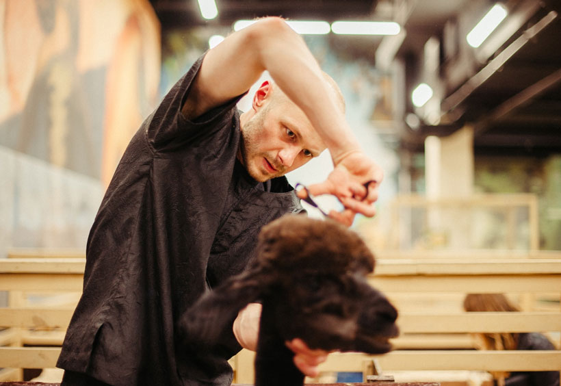 How to Start a Pet Grooming Business